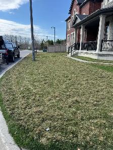 Lawn Dethatching - Photo 2
