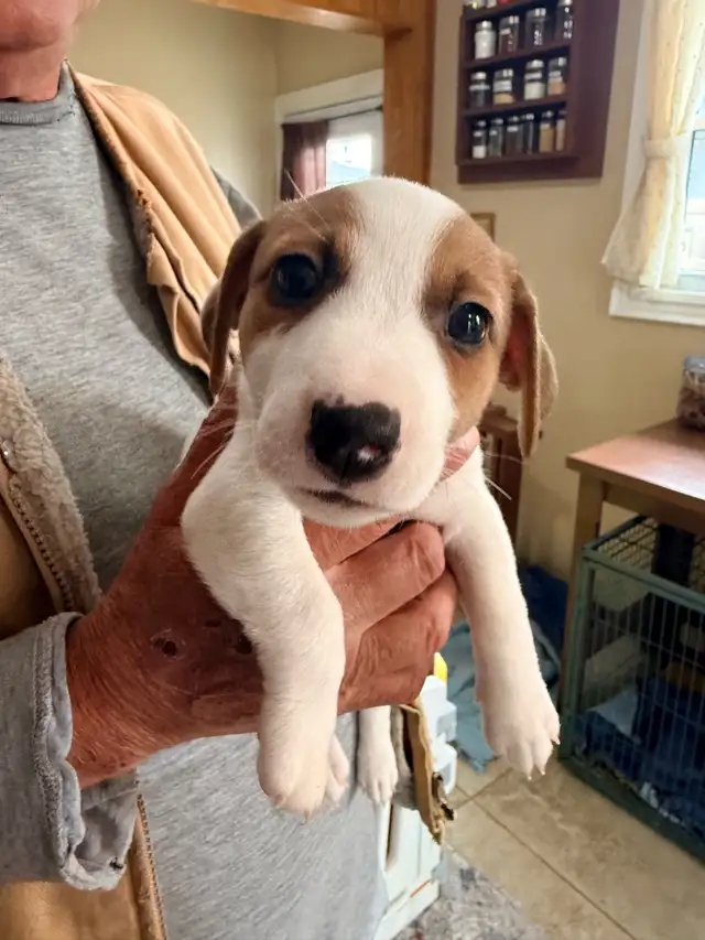 jack Russel puppies