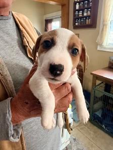 jack Russel puppies