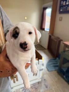 jack Russel puppies - Photo 2