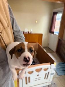 jack Russel puppies - Photo 3