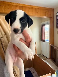 jack Russel puppies - Photo 4
