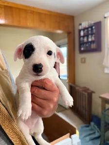 jack Russel puppies - Photo 5