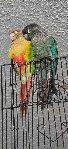 bonded pair of conure's
