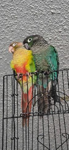 bonded pair of conure's - Photo 2