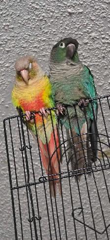 bonded pair of conure's - Photo 3