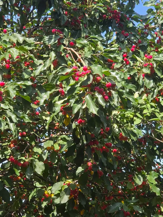 Cherry Crab Apples - Free
