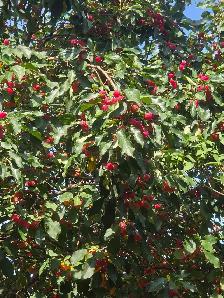 Cherry Crab Apples - Free