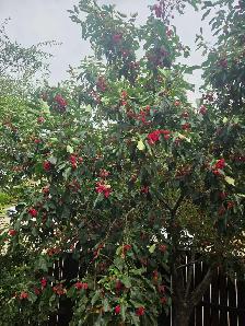 Cherry Crab Apples - Free - Photo 2