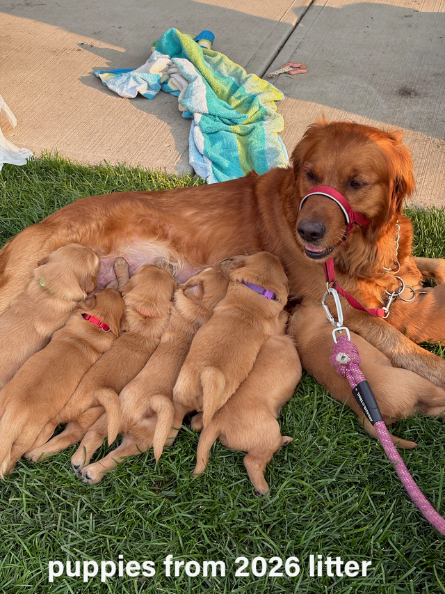 Red Golden Retriever Puppies