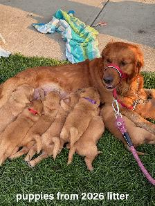 Red Golden Retriever Puppies