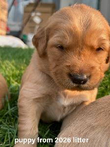 Red Golden Retriever Puppies - Photo 2