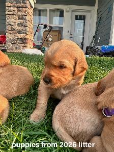 Red Golden Retriever Puppies - Photo 3