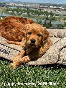 Red Golden Retriever Puppies - Photo 4