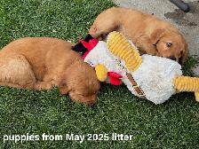 Red Golden Retriever Puppies - Photo 5