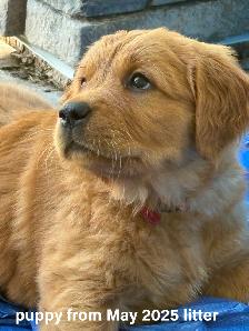 Red Golden Retriever Puppies - Photo 6