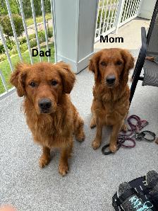 Red Golden Retriever Puppies - Photo 7