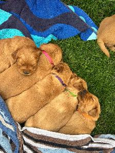 Red Golden Retriever Puppies - Photo 8
