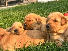 Red Golden Retriever Puppies - Photo 9