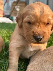 Red Golden Retriever Puppies - Photo 10