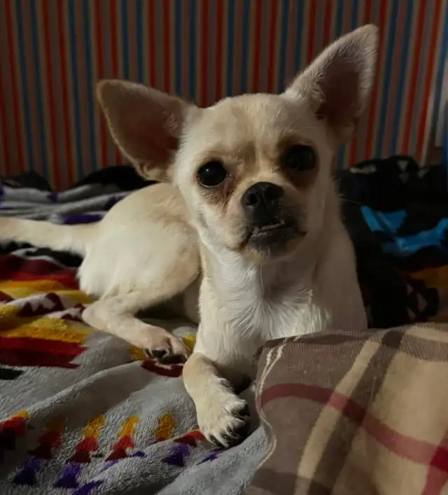 Chihuahua Mixed Breed Dogs
