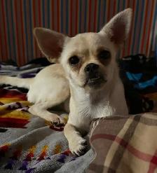 Chihuahua Mixed Breed Dogs