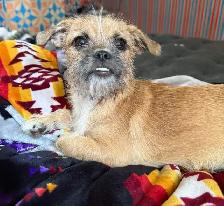 Chihuahua Mixed Breed Dogs - Photo 2