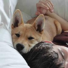 Shiba Inu Cross puppy URGENT
