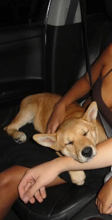 Shiba Inu Cross puppy URGENT - Photo 2