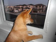 Shiba Inu Cross puppy URGENT - Photo 3