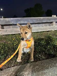 Shiba Inu Cross puppy URGENT - Photo 4