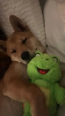 Shiba Inu Cross puppy URGENT - Photo 5