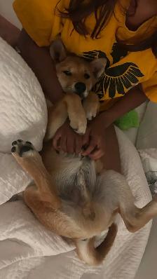 Shiba Inu Cross puppy URGENT - Photo 6