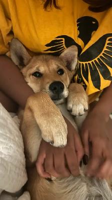 Shiba Inu Cross puppy URGENT - Photo 7
