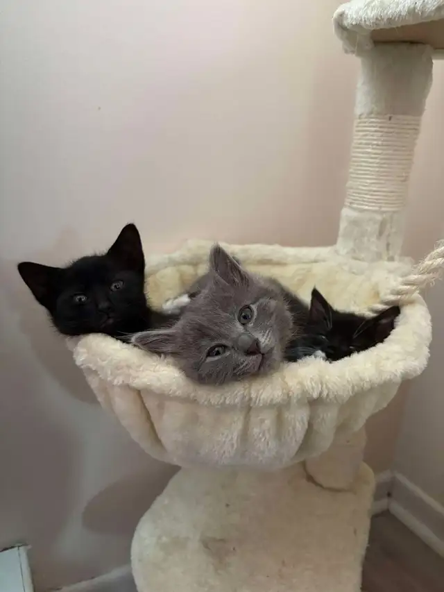 Personal Assistant – Cat Rescue & Administrative Support
