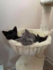 Personal Assistant – Cat Rescue & Administrative Support