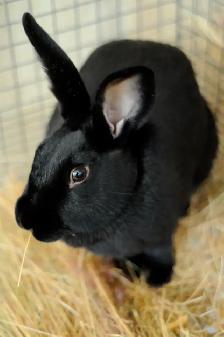 Pure New Zealand Rabbits
