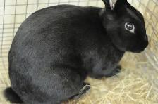 Pure New Zealand Rabbits - Photo 2