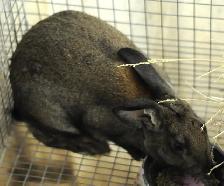 Pure New Zealand Rabbits - Photo 3