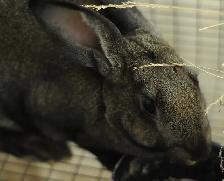 Pure New Zealand Rabbits - Photo 4