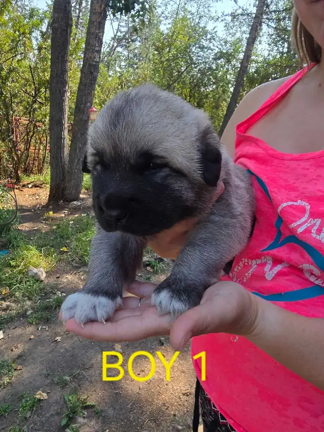 Kangal/Antonio Shepard Puppies