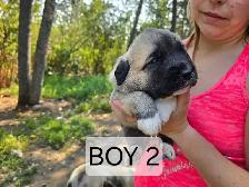 Kangal/Antonio Shepard Puppies - Photo 2