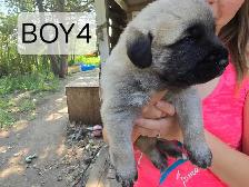 Kangal/Antonio Shepard Puppies - Photo 4