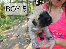 Kangal/Antonio Shepard Puppies - Photo 5