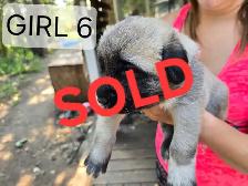 Kangal/Antonio Shepard Puppies - Photo 6