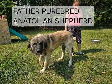 Kangal/Antonio Shepard Puppies - Photo 7