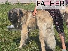 Kangal/Antonio Shepard Puppies - Photo 8