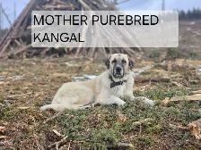 Kangal/Antonio Shepard Puppies - Photo 9