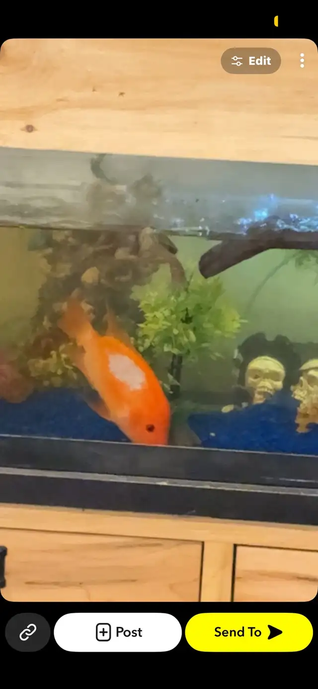Large red devil cichlid