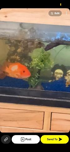 Large red devil cichlid - Photo 2